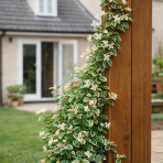 Jazmínovec pravý (Trachelospermum jasminoides) ´TRICOLOR´– výška 20-30 cm, kont.C2L